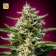 White Kush · Advanced Seeds