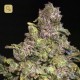 TNT Kush · Eva Seeds