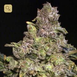 TNT Kush · Eva Seeds