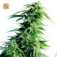 Hindu Kush · Sensi Seeds