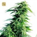 Hindu Kush