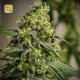 Rosetta Stone · Brothers Grimm Seeds