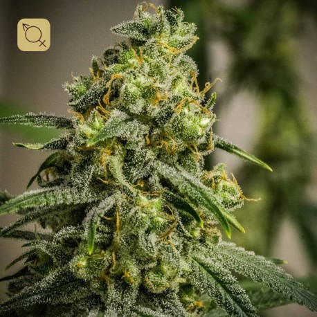 Rosetta Stone · Brothers Grimm Seeds