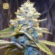 Star Killer Regular · Rare Dankness