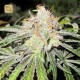 Deep Neville Regular · Medical Seeds