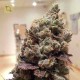 Lee Roy Regular · Rare Dankness