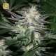 Chem 4 OG Regular (The Cali Connection)