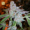 Tahoe OG Kush Regular