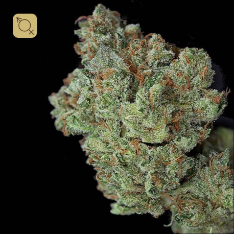 Ghost Train Haze Regular · Rare Dankness