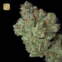 Ghost Train Haze Regular
