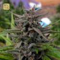 Jedi Kush Regular