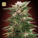 Kaya 47 · Advanced Seeds