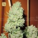 Channel + · Medical Seeds