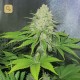 Prozack · Medical Seeds
