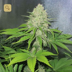 Prozack · Medical Seeds