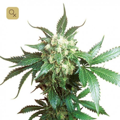 Black Domina · Sensi Seeds