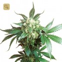 Black Domina