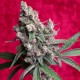 Dancehall Regular · Reggae Seeds