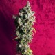 Respect Regular · Reggae Seeds