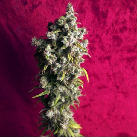 Respect Regular · Reggae Seeds