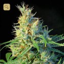 Psicodelicia