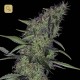 Somango 47 · Positronics