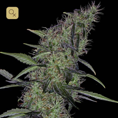 Somango 47 · Positronics
