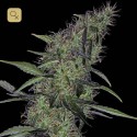 Somango 47