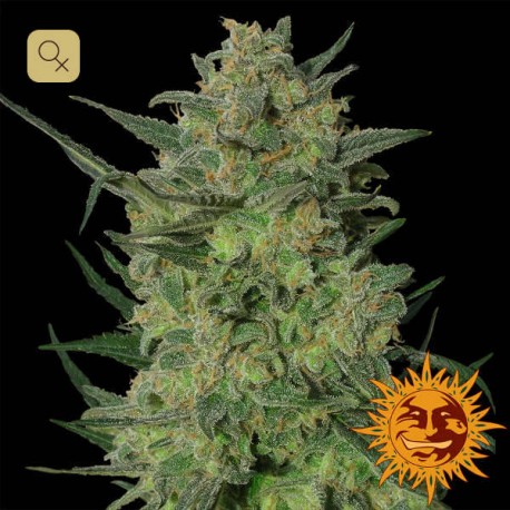 LSD · Barney's Farm