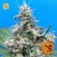Blue Cheese · Barney's Farm