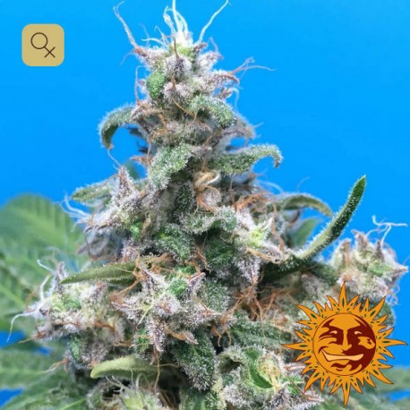 Blue Cheese · Barney's Farm