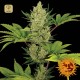 Blue Cheese Auto · Barney's Farm