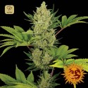 Blue Cheese Auto
