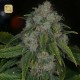 Louis Faced Regular · Archive Seeds