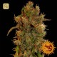8 Ball Kush · Barney´s Farm
