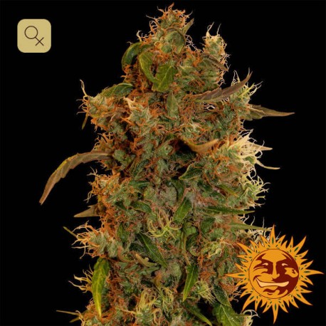 8 Ball Kush · Barney´s Farm