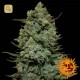 Cookies Kush · Barney's Farm