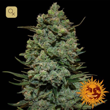 Cookies Kush · Barney's Farm