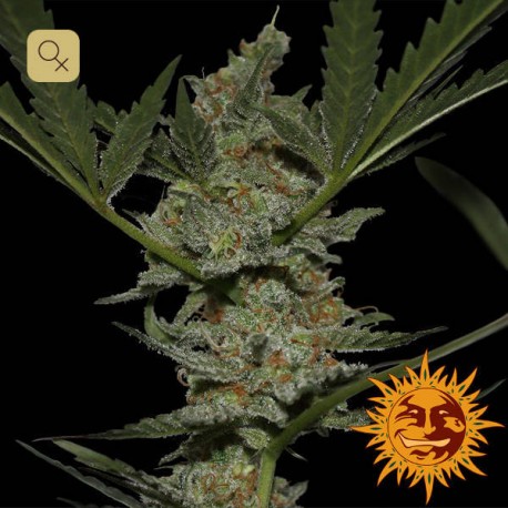 Acapulco Gold · Barney's Farm