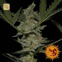Acapulco Gold