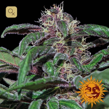 Ayahuasca Purple · Barney's Farm