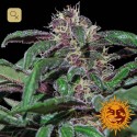 Ayahuasca Purple