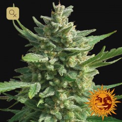 Critical Kush Fem · Barney's Farm