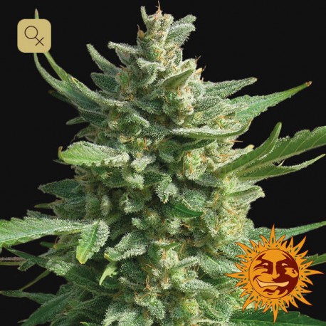 Critical Kush Fem · Barney's Farm