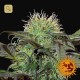 Bad Azz Kush · Barney's Farm