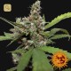 CBD Blue Shark · Barney's Farm
