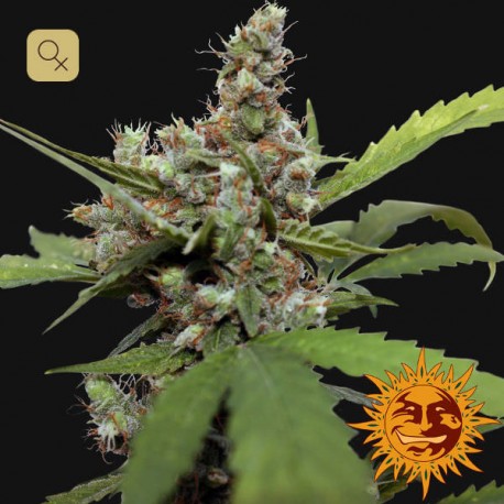 CBD Blue Shark · Barney's Farm