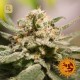 CBD Critical Cure · Barney's Farm