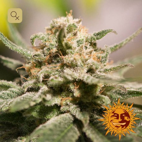 CBD Critical Cure · Barney's Farm