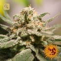 CBD Critical Cure